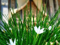 -大学习巷清真寺