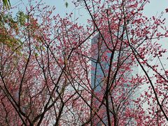-望江楼公园