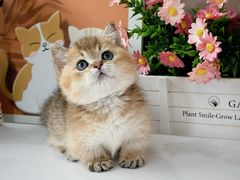 -小猫来了·猫舍(红山六九七九店)