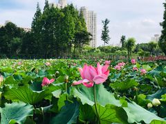 -黄兴公园