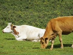 -祁连山·岗什卡雪峰景区