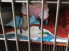-艾贝尔宠物诊疗