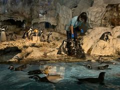 -帝企鹅自助餐厅•儿童岛•真企鹅(长隆企鹅酒店)