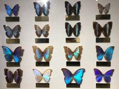 -上海昆虫博物馆