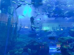-迪拜水族馆及水下动物园