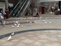 -中粮·祥云小镇