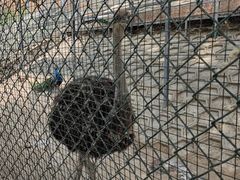 -北京鹿世界主题园