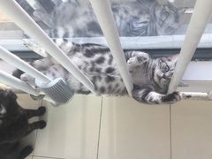 -A猫a狗全科·犬猫异宠·芥西宠物医院(南开总院)
