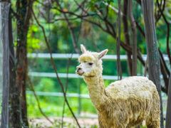 -常州淹城野生动物世界