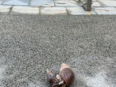 -板樟山森林公园