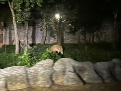 -清迈夜间动物园