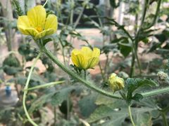 -庞各庄翠芳园西瓜蔬菜基地采摘园