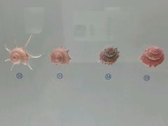 -青岛贝壳博物馆