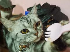 -李小姐の猫咖啡馆(五角场店)