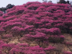 -新建村梅花