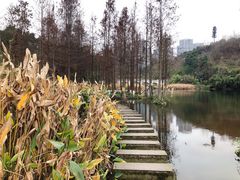 -重庆彩云湖湿地公园