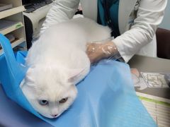 -纳吉亚猫专科动物诊疗中心(蒋宅口分院)