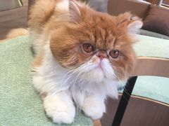 -CAT’S MEWSTAR CAFE·喵星球猫屋(晴湾咖啡店)