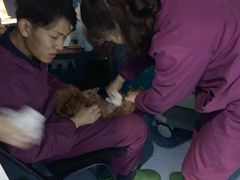 -顺强宠物诊所·狂犬免疫·夜诊·骨科(嘉定店)