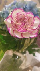 -Oasis Beauty水磨坊科技美肤中心
