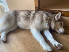 -Husky Go! 哈士奇体验馆·宠物咖啡厅狗咖