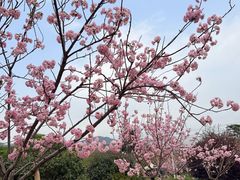 -天适樱花悠乐园