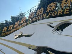 -西双版纳原始森林公园