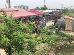 -樂桃源奉贤黄桃种植采摘基地