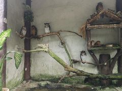 -吉隆坡雀鸟公园