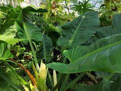 -国家植物园南园