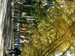 android_upload_pic-三里屯东五街银杏大道