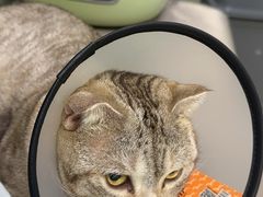 -艾贝尔宠物诊疗