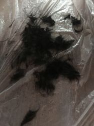 -龙文宝贝上门婴儿理发满月剃胎毛(浦东店)