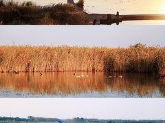 -盐城丹顶鹤湿地生态旅游区