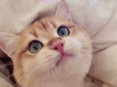 -猫大福·Fortune Cat猫舍(百子湾店)