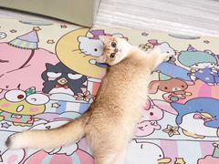 -lincat·猫舍(广州店)