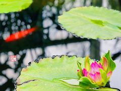 -国家植物园南园