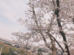 -上海南浦大桥长途旅游客运站