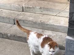 -纳吉亚猫专科动物诊疗中心(蒋宅口分院)