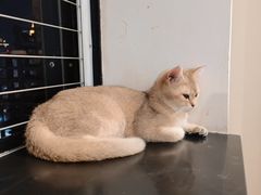 -楼上猫咖(罗湖店)
