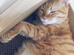 -李小姐の猫咖啡馆(五角场店)