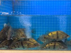 -鱼痴渔醉·食鲜集(月亮湾店)