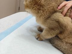 -御宝贝24h宠物医院·转诊中心·CT核磁血透中心(厦门总院)