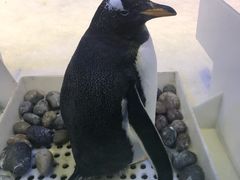 -芜湖新华联大白鲸海洋公园