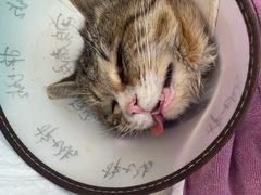 -派美特宠物医院·核磁CT·骨科肿瘤·疑难转诊(沈农禾丰店)