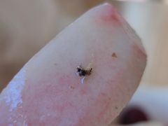 -阿群甘草水果