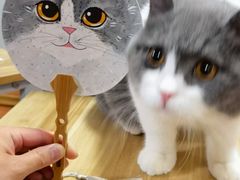 -欣宠猫屋·矮脚拿破仑·蓝金金渐层