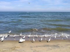 -尼甘布海鲜市场