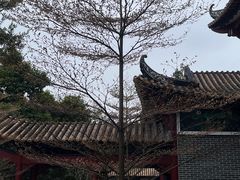 -顺峰山公园