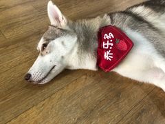 -Husky Go! 哈士奇体验馆·宠物咖啡厅狗咖